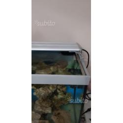 Acquario lampada led per coralli